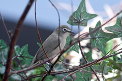 Bridled White-Eye photo 3