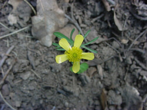 Ranunculus harveyi var. australis