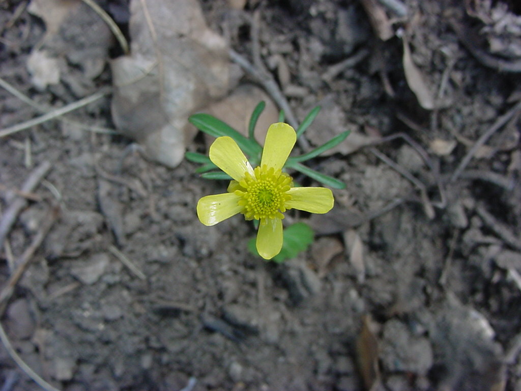Ranunculus harveyi var. australis