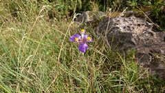 Hesperoxiphion herrerae