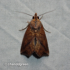 Plusiodonta coelonota