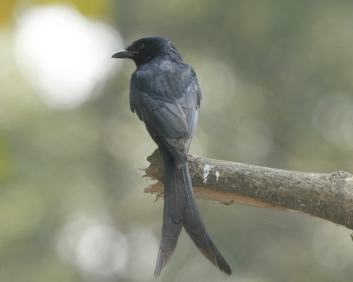 Black Drongo, photo 7 of 10