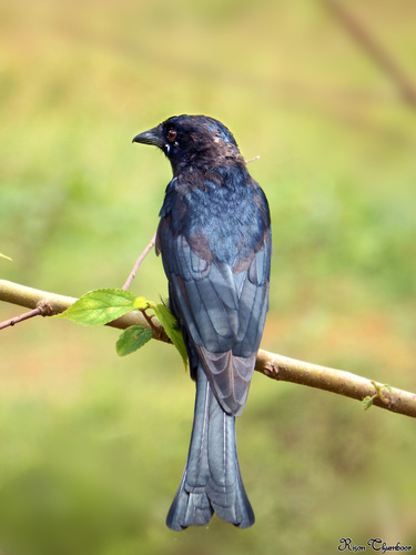 Black Drongo, photo 8 of 10