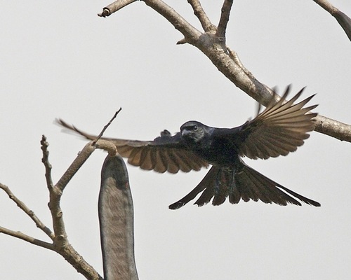 Black Drongo, photo 9 of 10