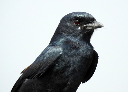 Black Drongo, photo 10 of 10