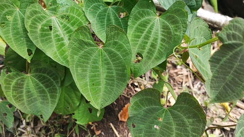 Image of Dioscorea dodecaneura by (c) Thomaz Ricardo Favreto Sinani, some rights reserved (CC BY)