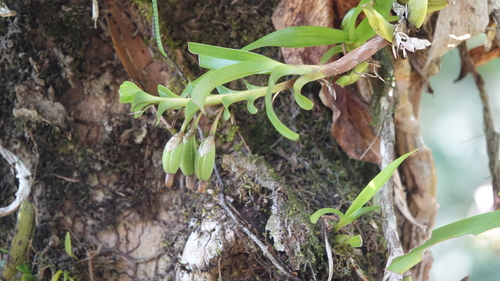 Foto de Orquídea-amarela