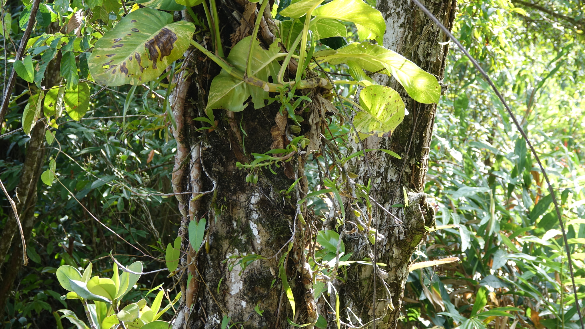 Imagem de Orquídea-amarela