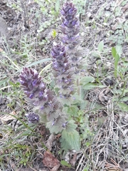 Ajuga orientalis