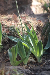 Hemiphylacus latifolius