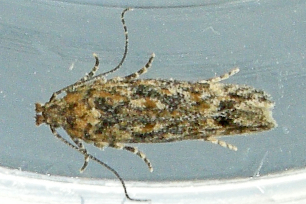 Symmetrischema pallidochrella