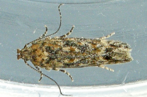 Symmetrischema pallidochrella