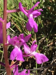 Orchis mascula laxifloriformis