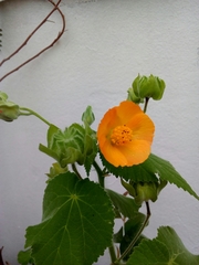 Abutilon grandiflorum