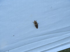 Semiotus ligneus image