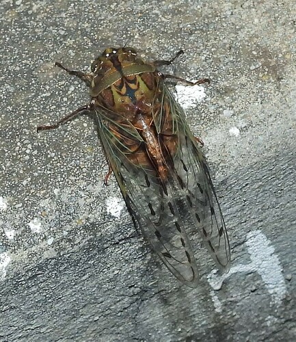 Pachypsaltria peristicta