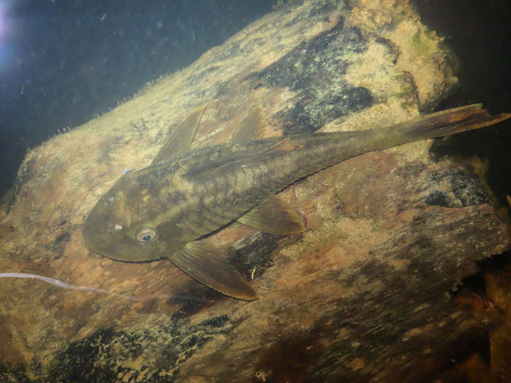Blue-Eyed Redfin Pleco