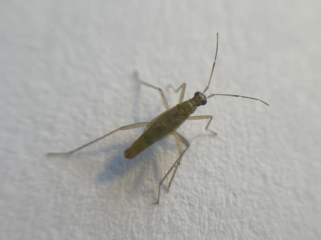 Dicyphus stachydis