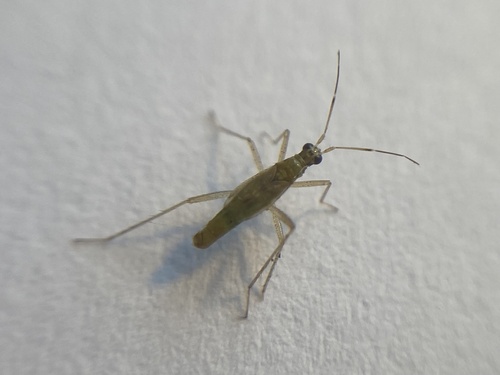 Dicyphus stachydis