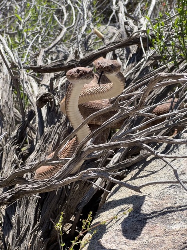 Red Diamond Rattlesnake, Elfin Forest Recreational Reserve, Escondido, CA, US, photo 10 of 10