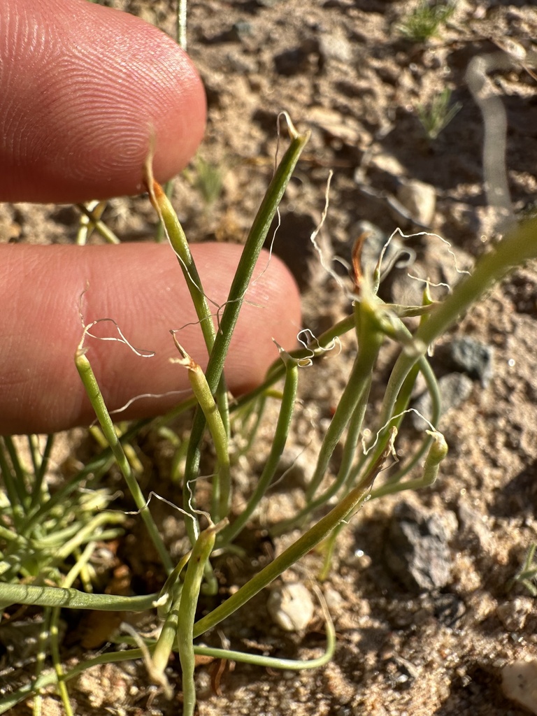 flowering plants from Blythe, CA, US on March 20, 2024 at 0518 PM by