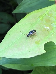 Paratriarius
