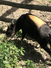 Cephalophus silvicultor