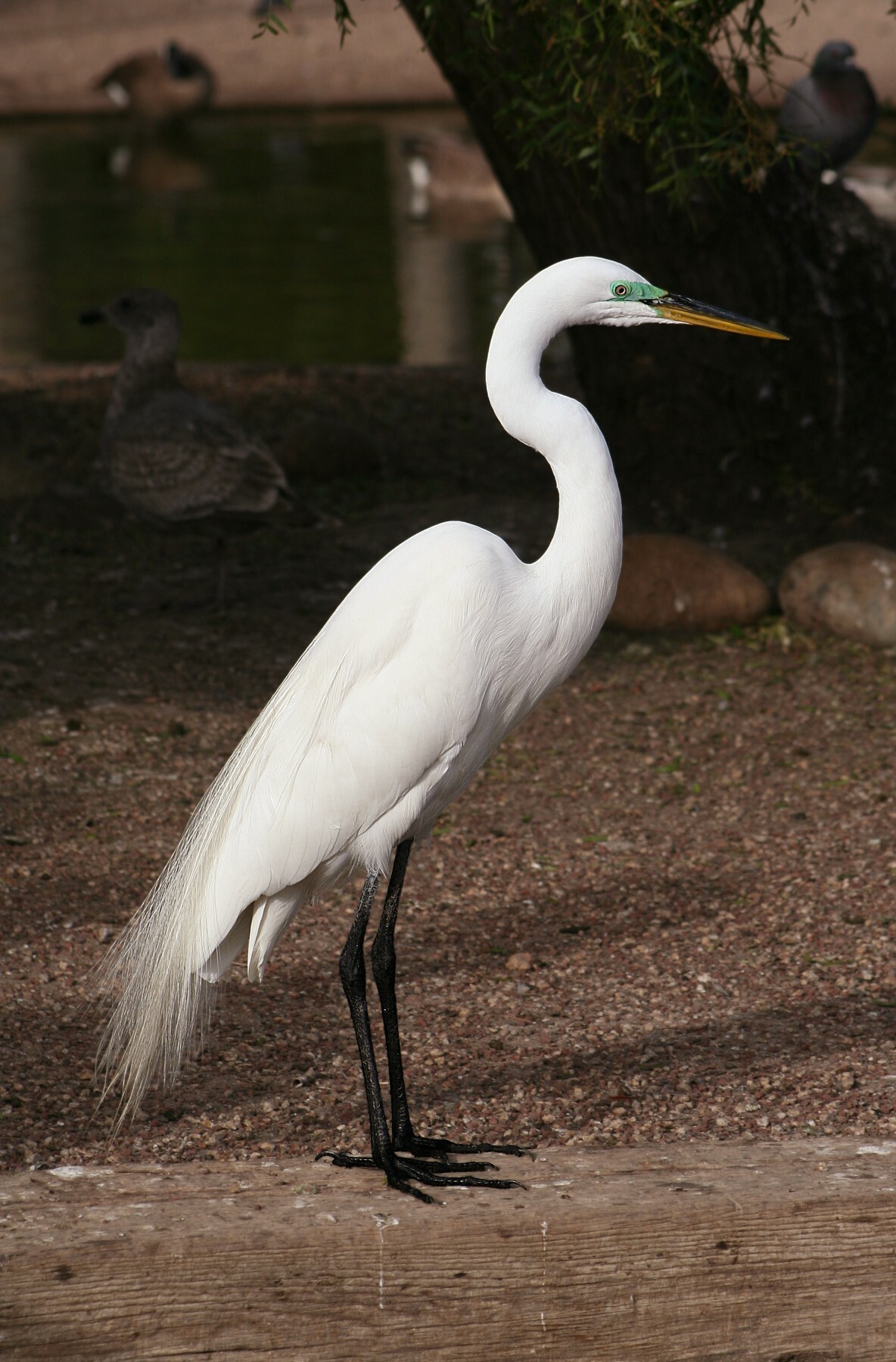 Great Egret - Ardea alba - NatureWorks