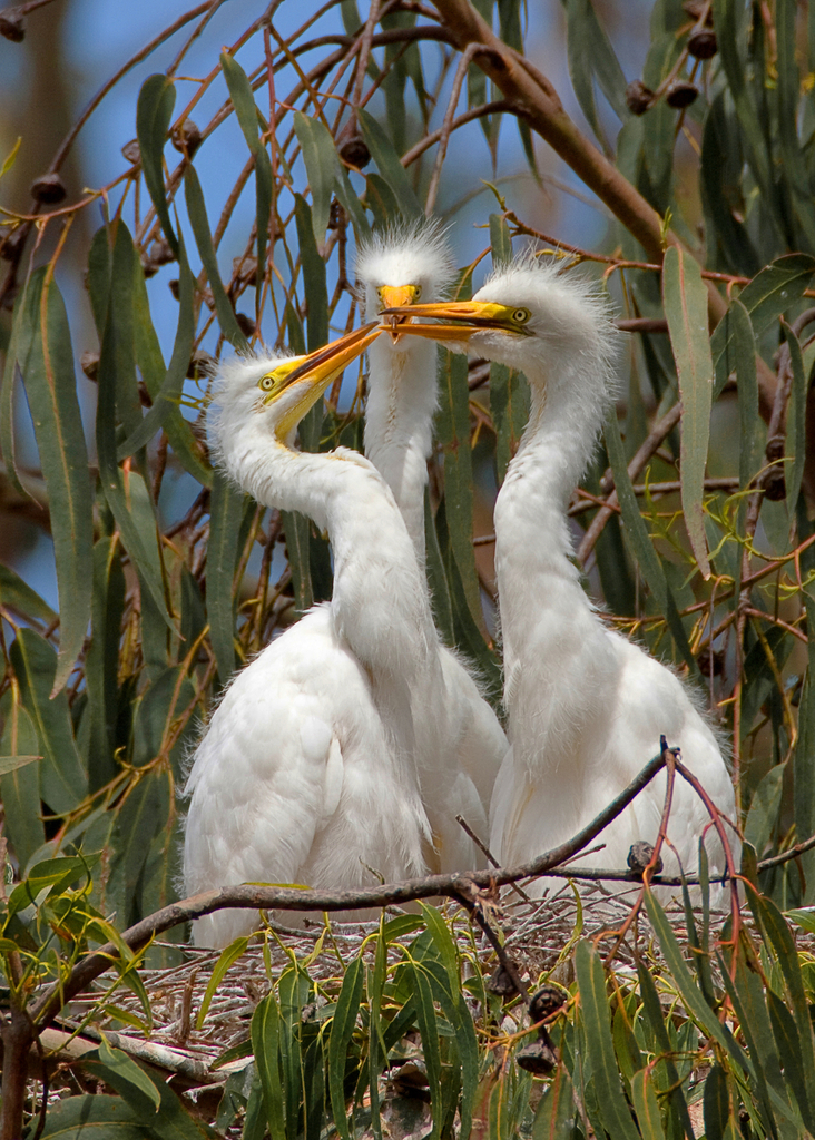 Foto de Great Egret