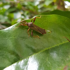 Grammopoecilus flavicornis