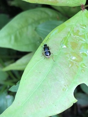 Paratriarius