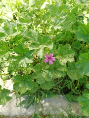 Malva sylvestris