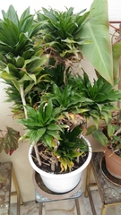 Dracaena fragrans compacta