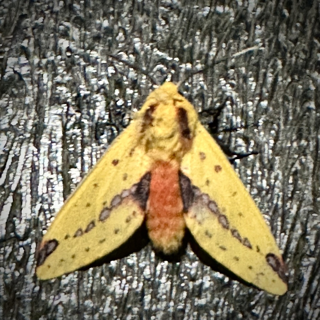 Symphlebia suanos
