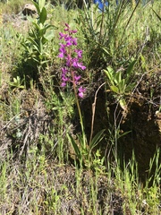 Orchis mascula laxifloriformis