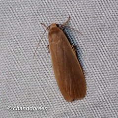 Danielithosia immaculata