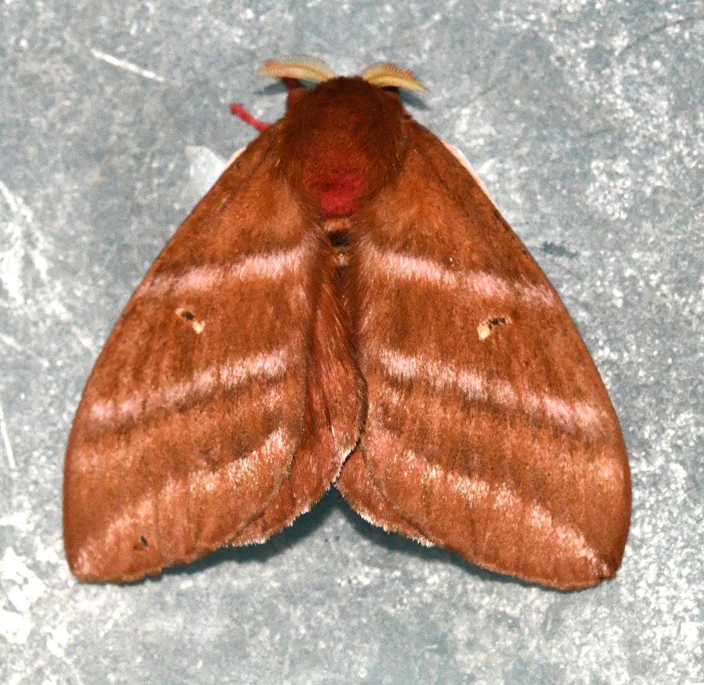 Cerodirphia rosacordis