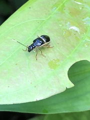 Paratriarius