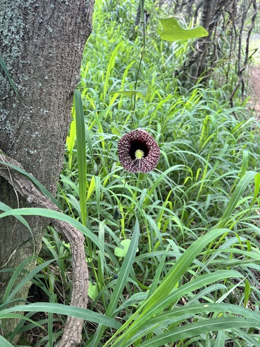 Aristolochia littoralis, 2024-03-20