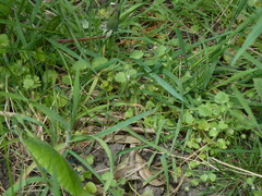 Veronica hederifolia-sublobata-triloba