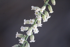 Hemiphylacus latifolius
