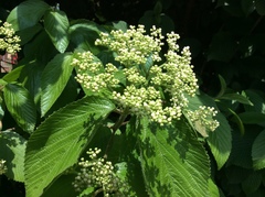 Viburnaceae