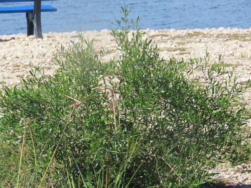 Image of Forestiera segregata by (c) Viktor, some rights reserved (CC BY)