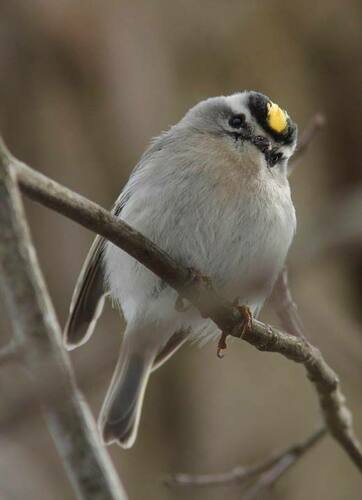 Golden-crowned Kinglet