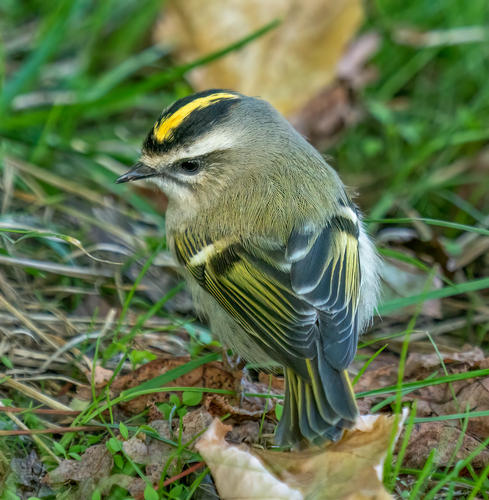 Golden-crowned Kinglet, photo 7 of 7