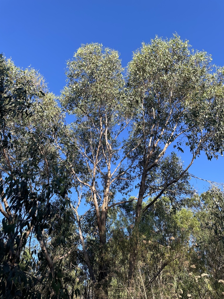 Swamp Gum From Churchill National Park Lysterfield South VIC AU On swamp-gum-from-churchill-national-park-lysterfield-south-vic-au-on