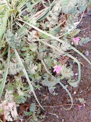 Erodium cicutarium