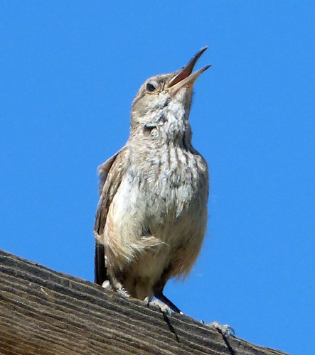 Rock Wren