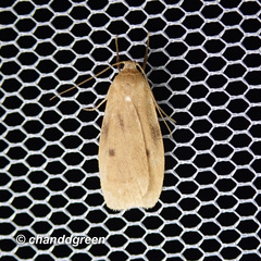 Paralithosia shaowuica