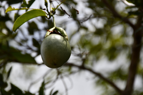 Image of Passiflora nitida by (c) Vincent A. Vos, some rights reserved (CC BY)